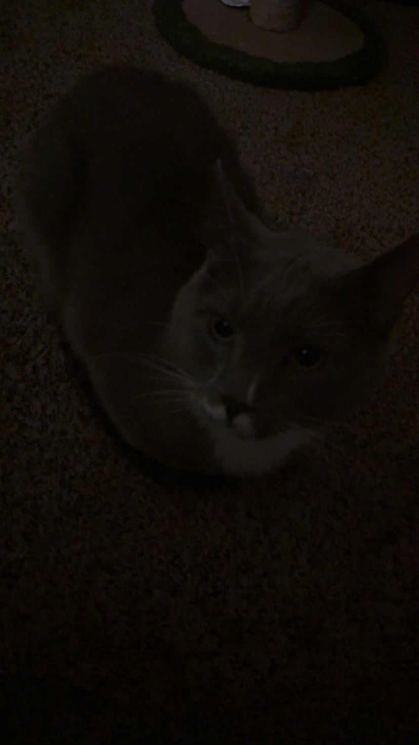 photos of wybie!