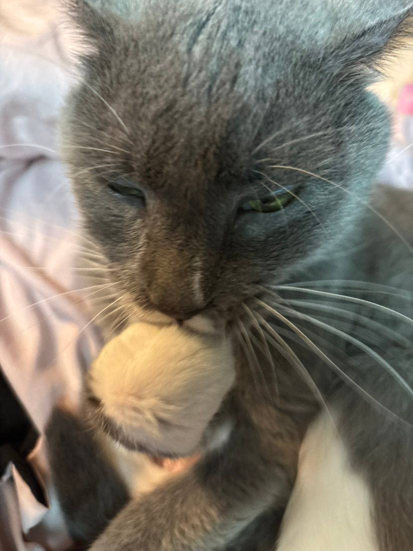 photos of wybie!