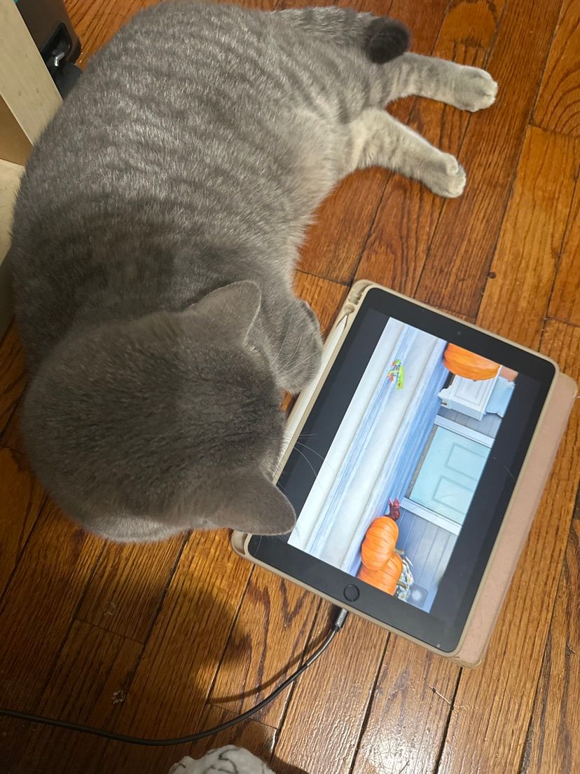 playing with my cat