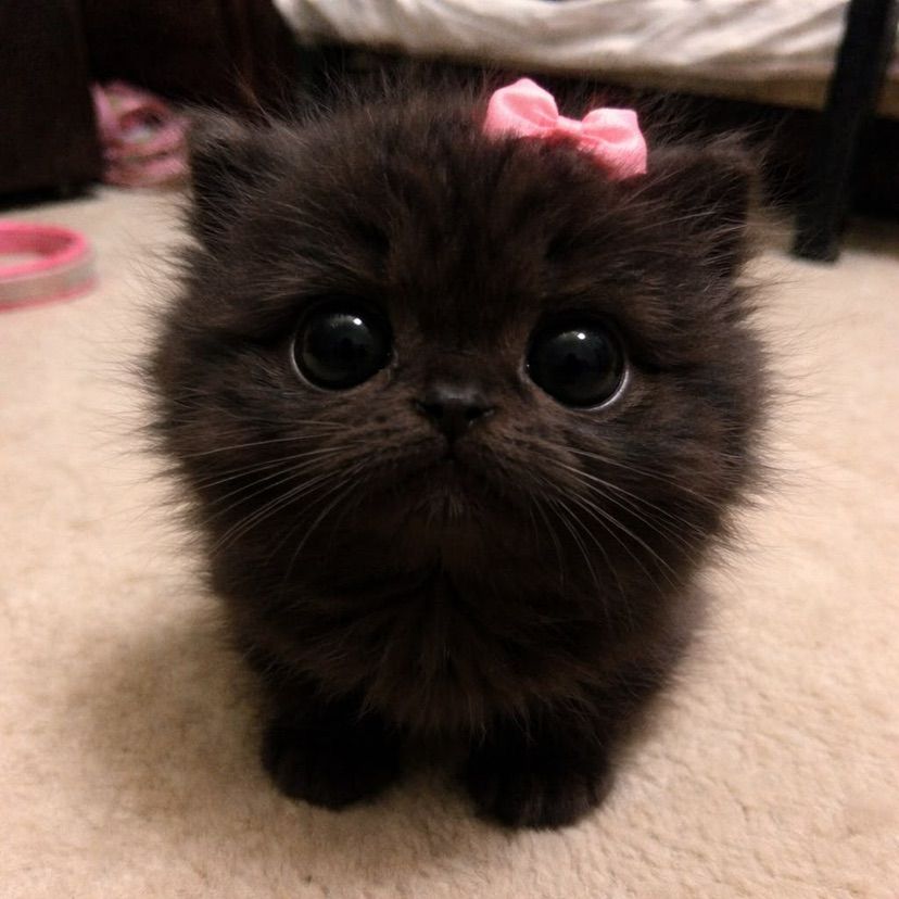 your kitty is here! ♡