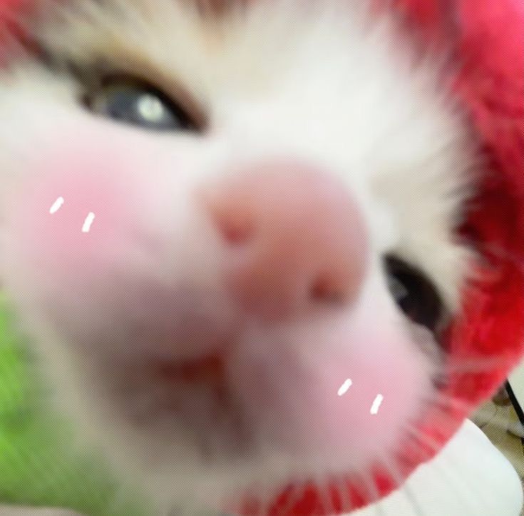 Say meow meow for me ! :3