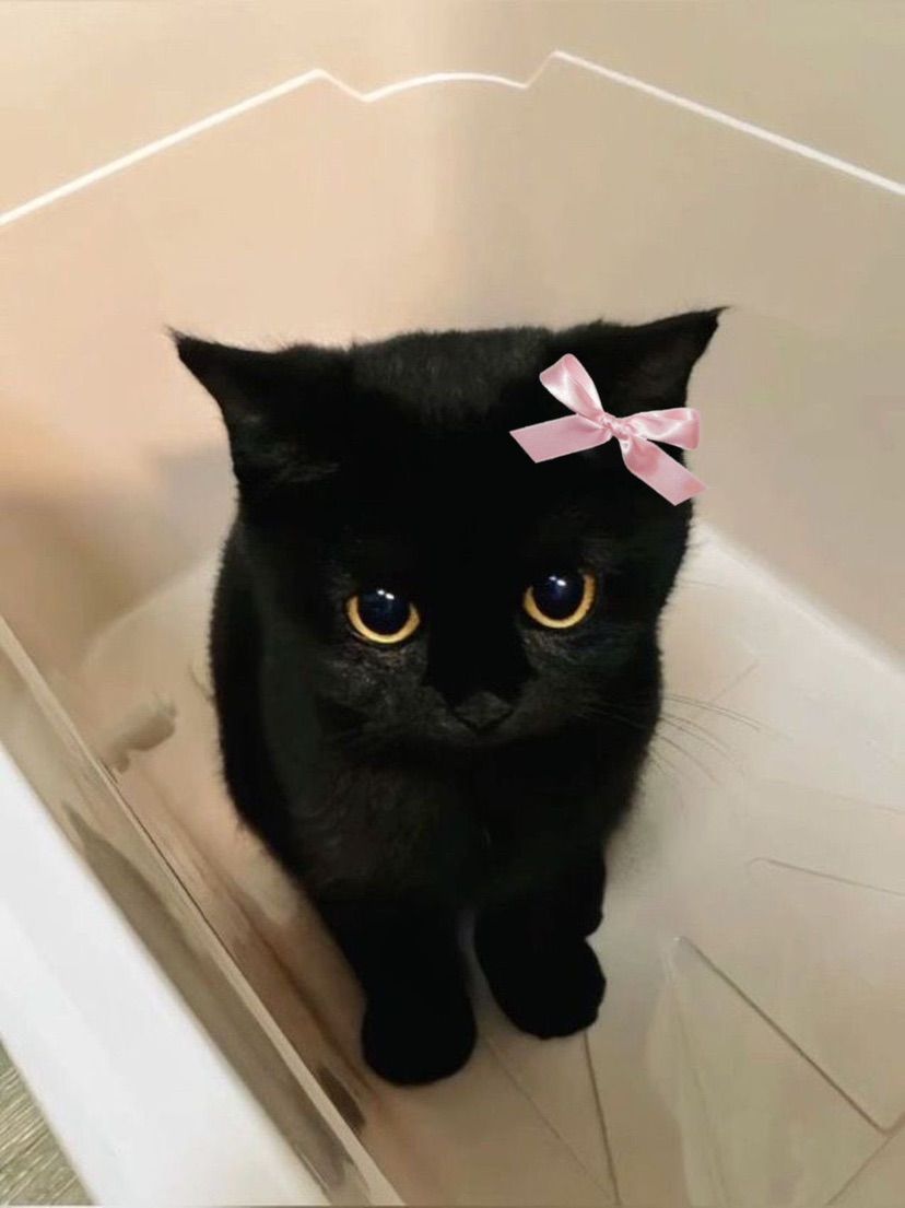 Nyaa~ Your little kitty is here! ♡
