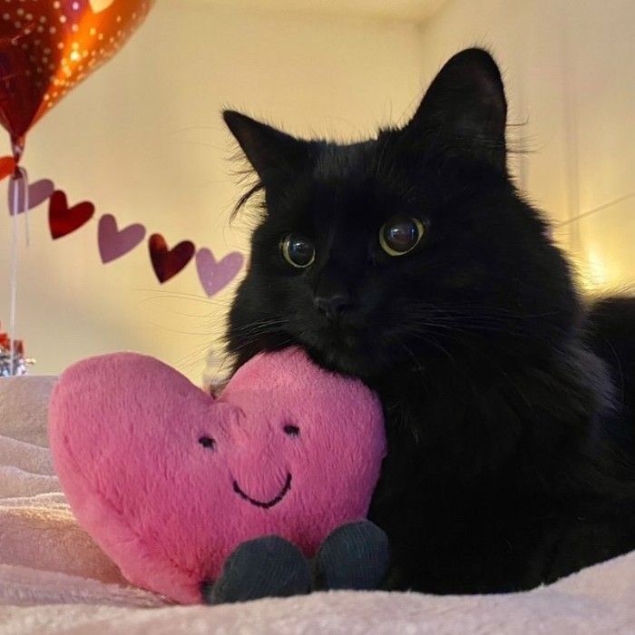 Shy neko looking for new friends…