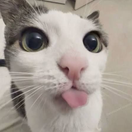 hi