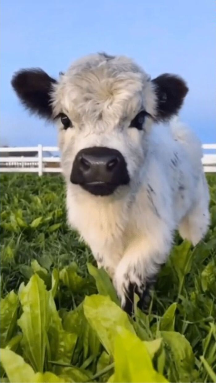 hi there sweet! ♡