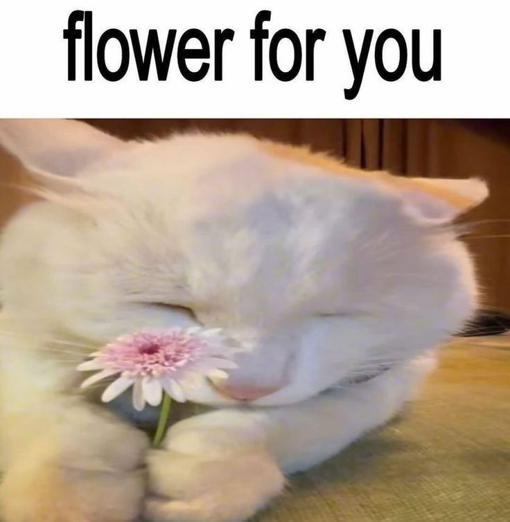 🌸 flower for you... ♡