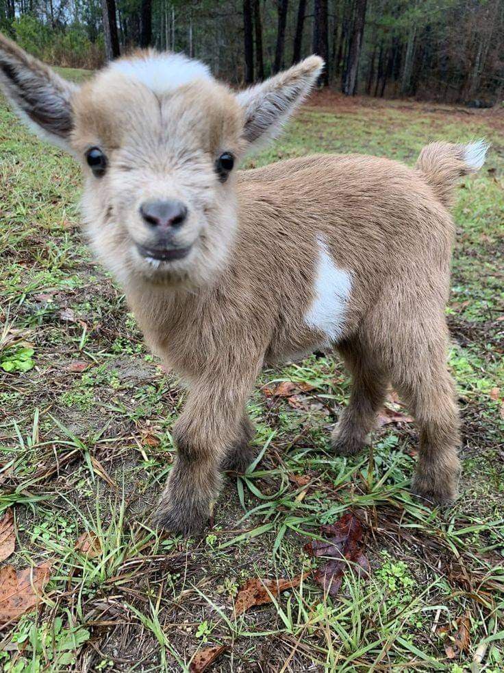 a little bit of serotonin 🐐♡