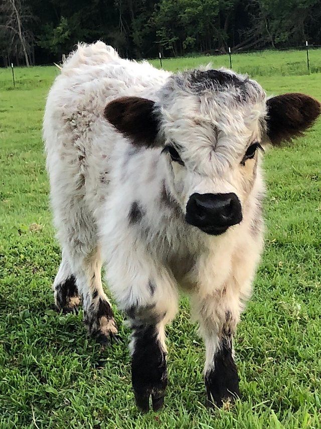 just a tiny cow and me waiting for you ♡