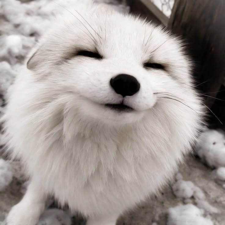 just a fluffy little hello from me ♡
