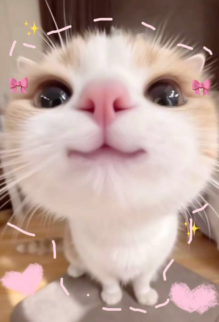 your daily dose of cuteness has arrived 🎀🐾