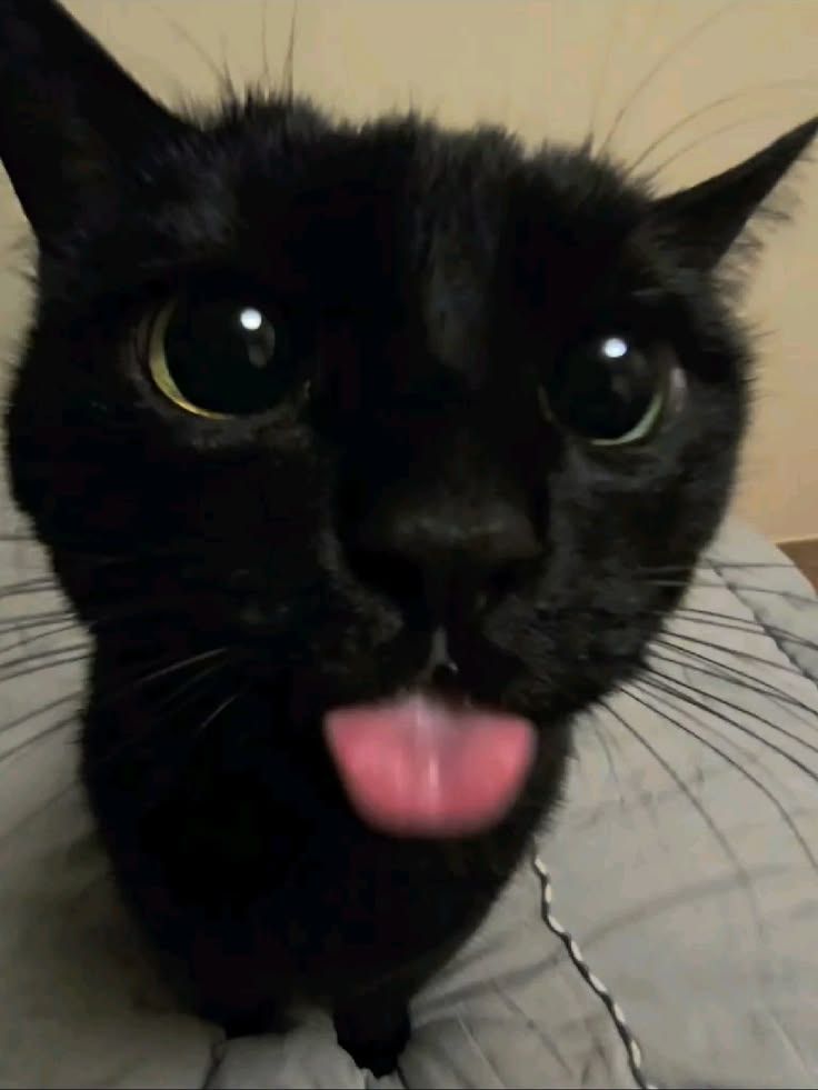 waiting for ur attention 🐈‍⬛🎀