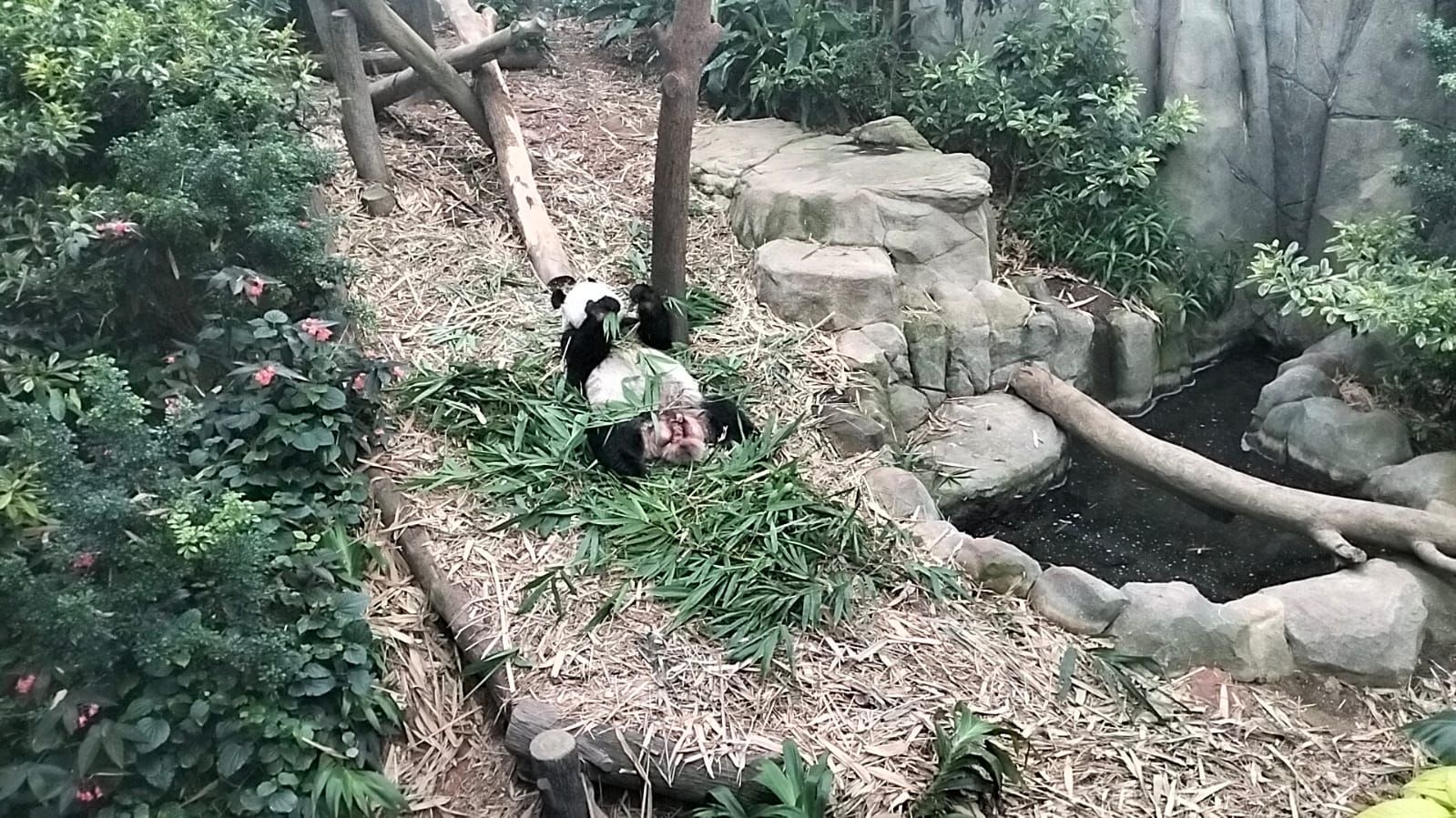 Pandas