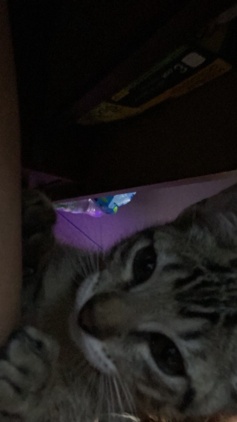 my kitty!!