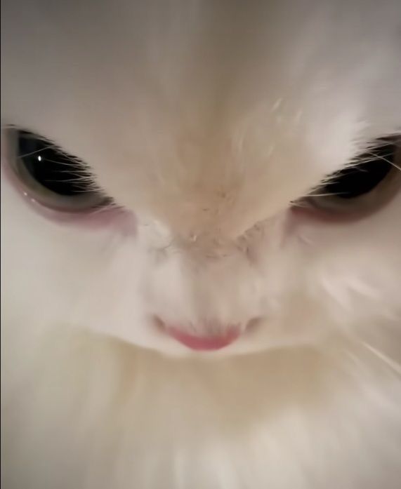when pookie is not online