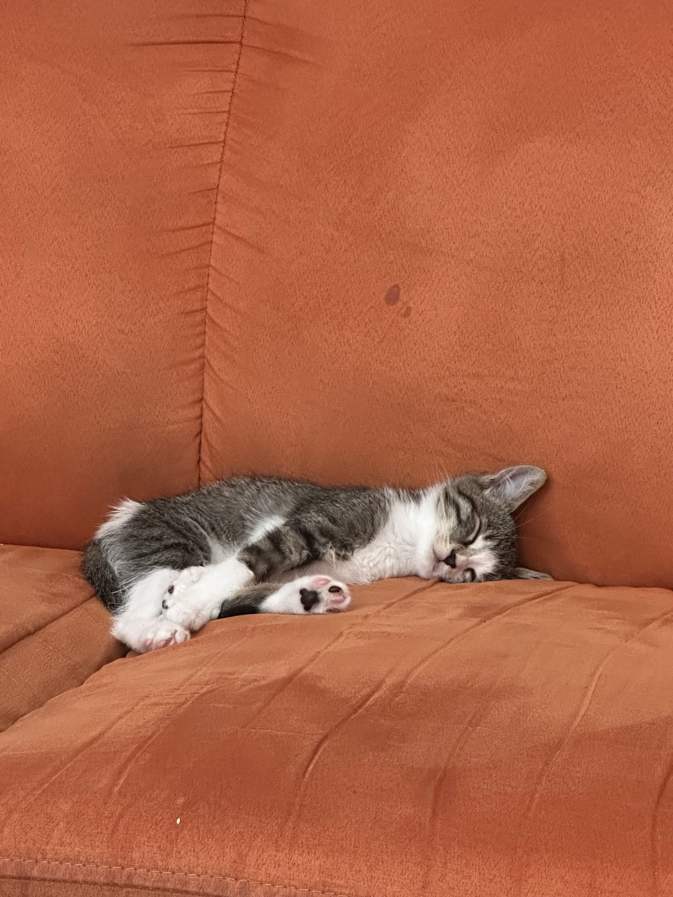 KITTY APPRECIATION!!