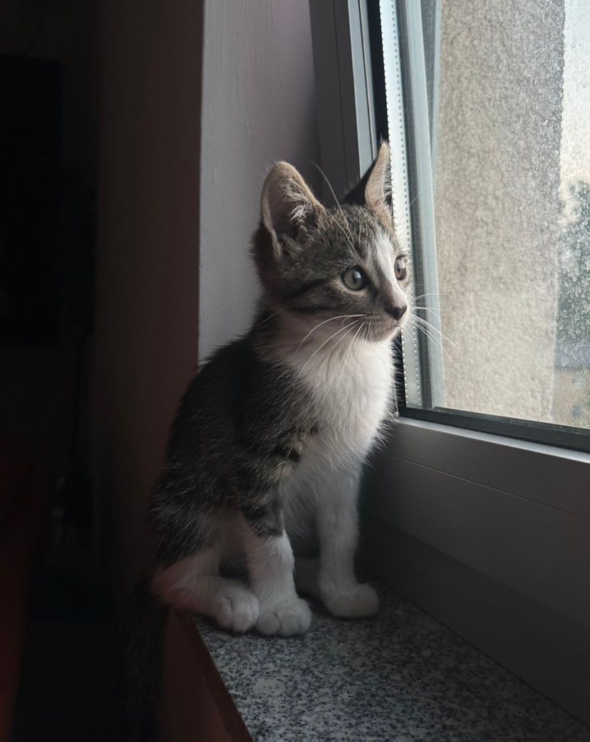 come say HI TO RENGAR!