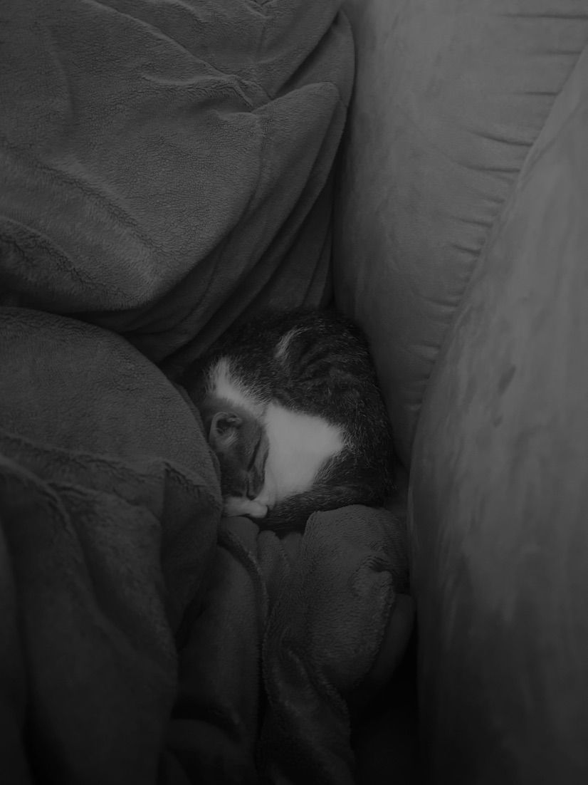 spot Rengar?!