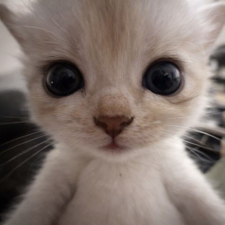 h-h-hi..