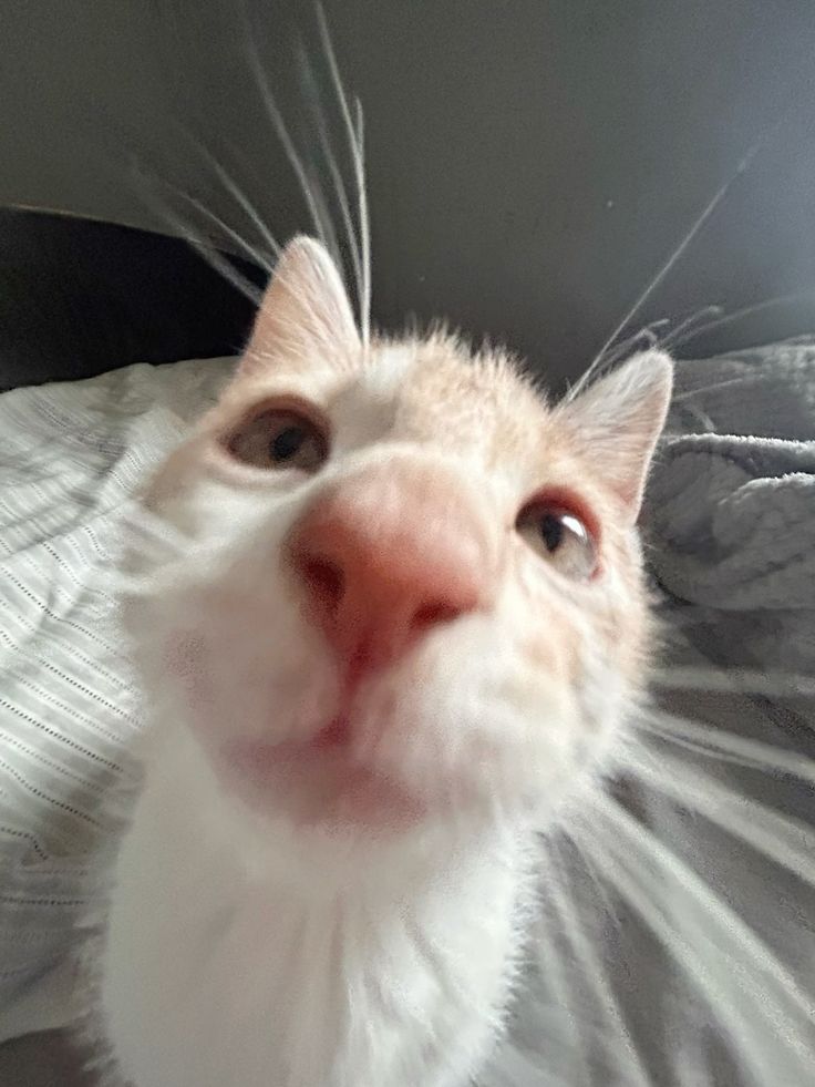 hello?