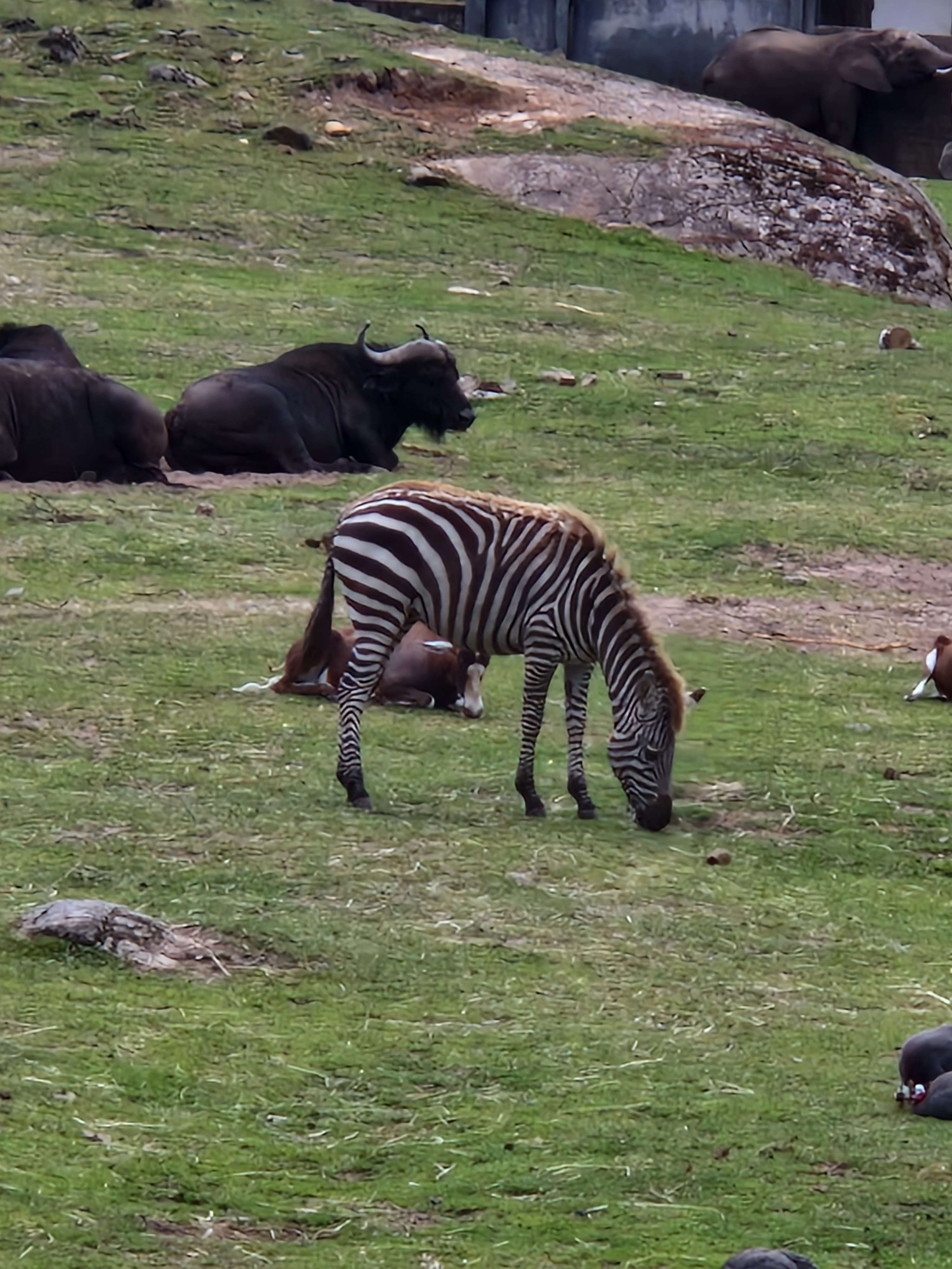 Zoo