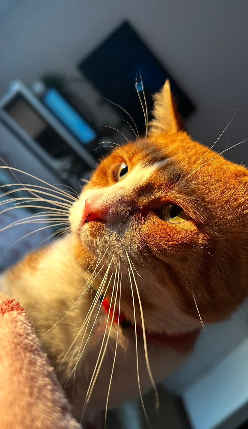 Orange Cat DLC included 🤍🐈