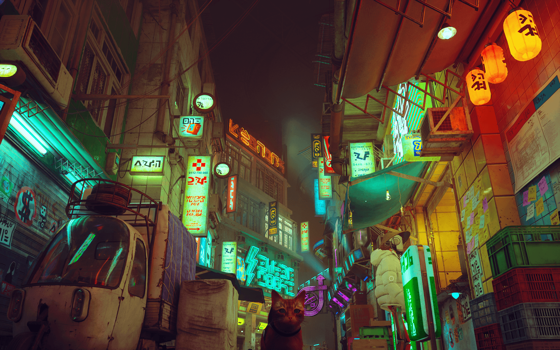 stray :3