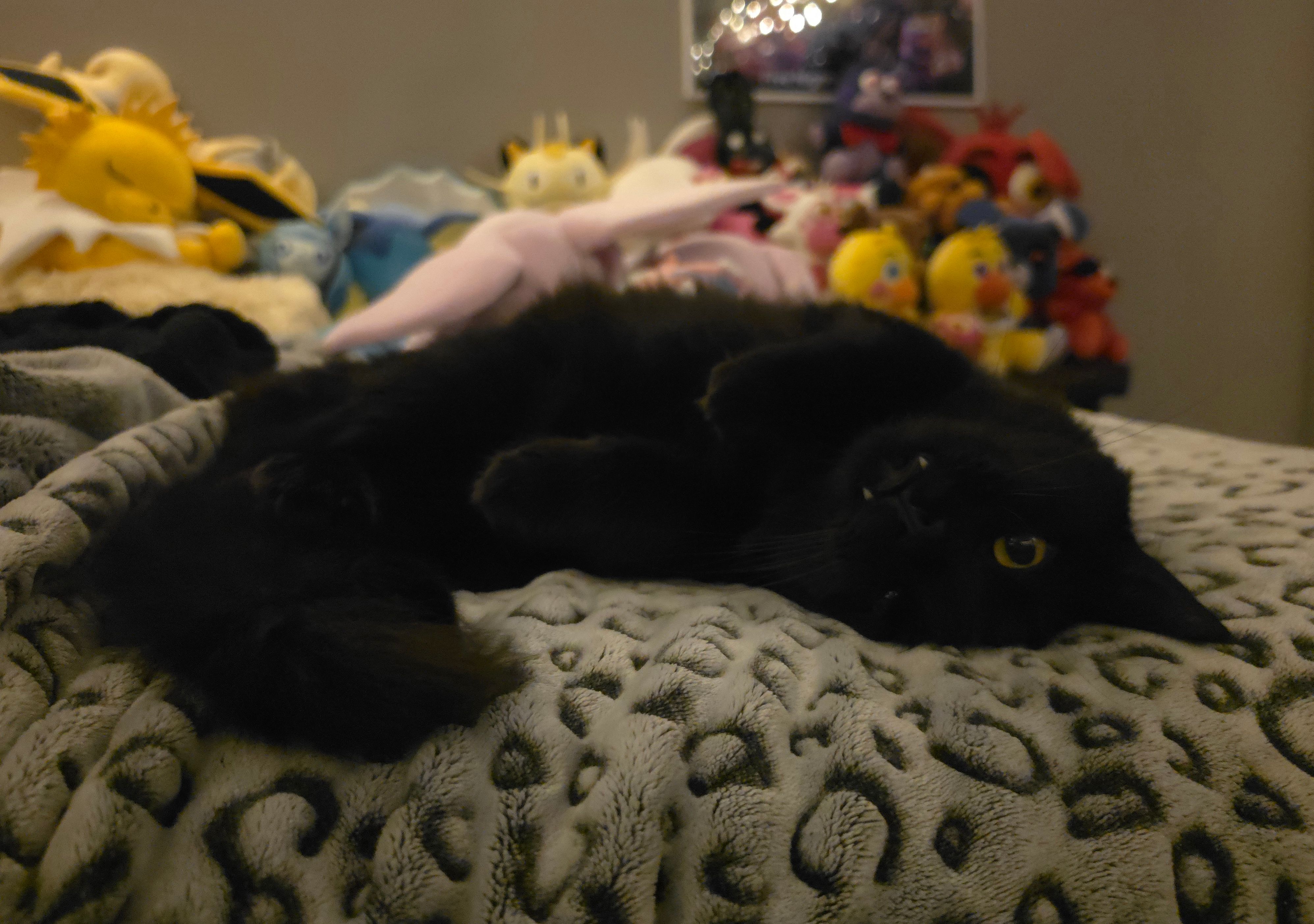 meow :3