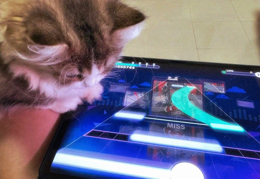 my cat made me lose my combo :(