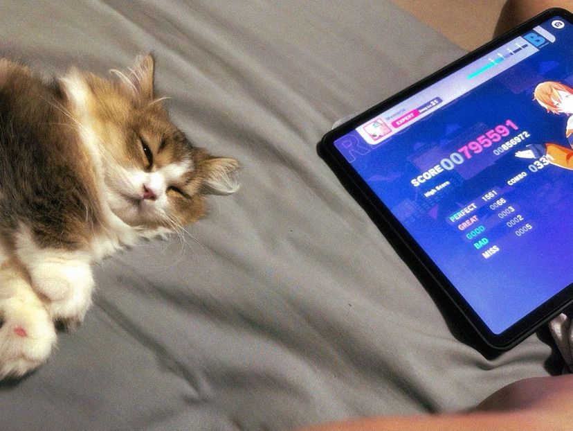 my cat and i are waiting for you to play woth us!
