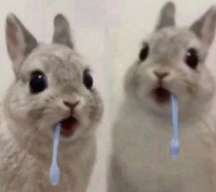 Bunny party