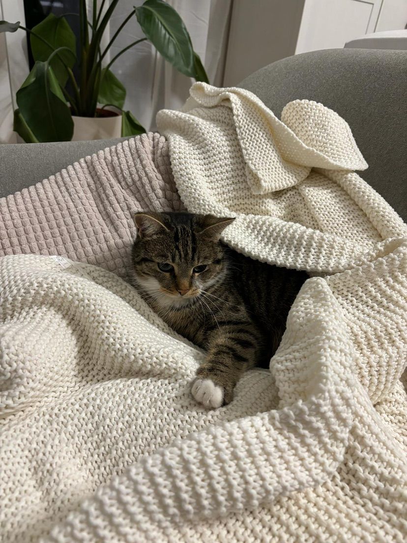 Kit Kat