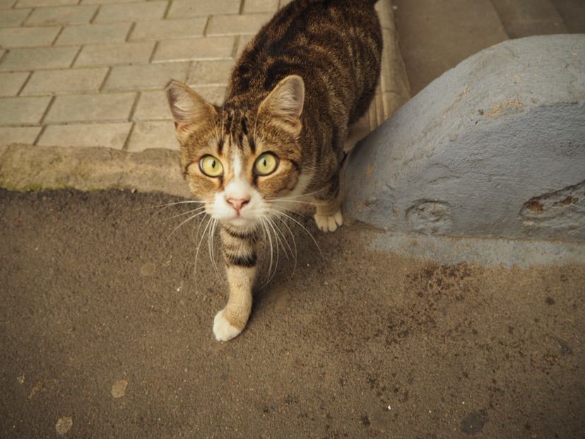 Kitty