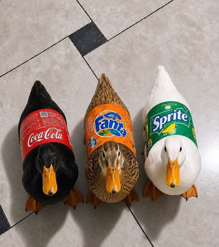 i like ducks