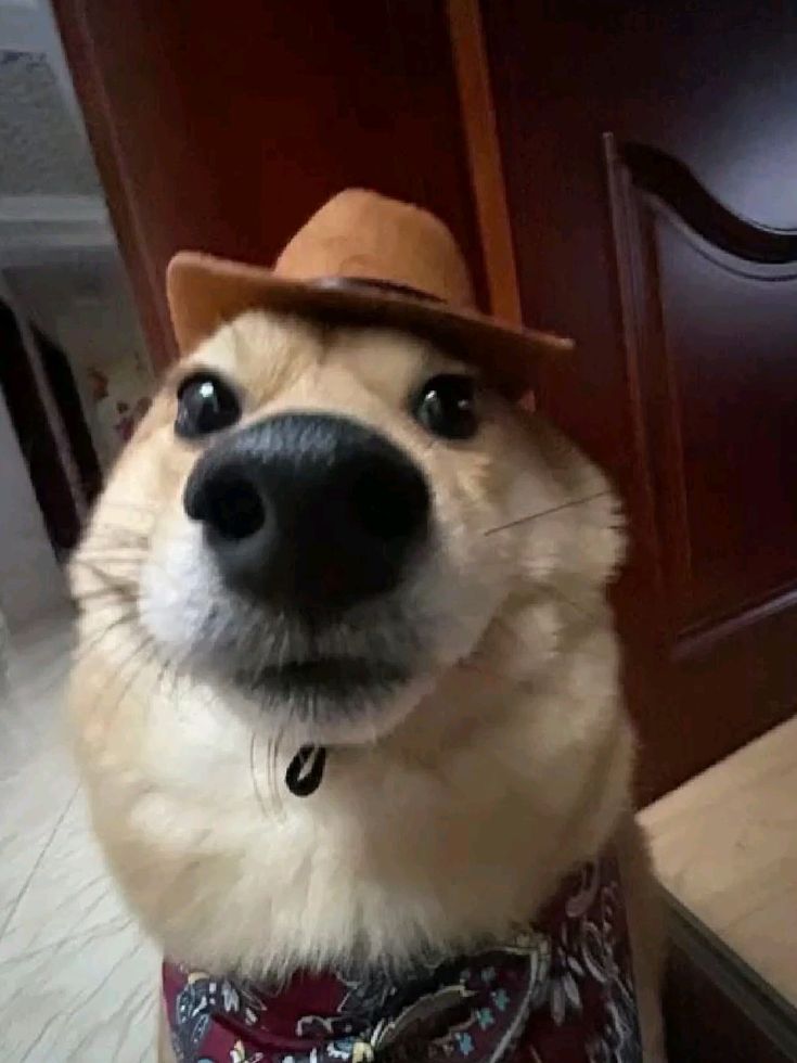 sup everyone
