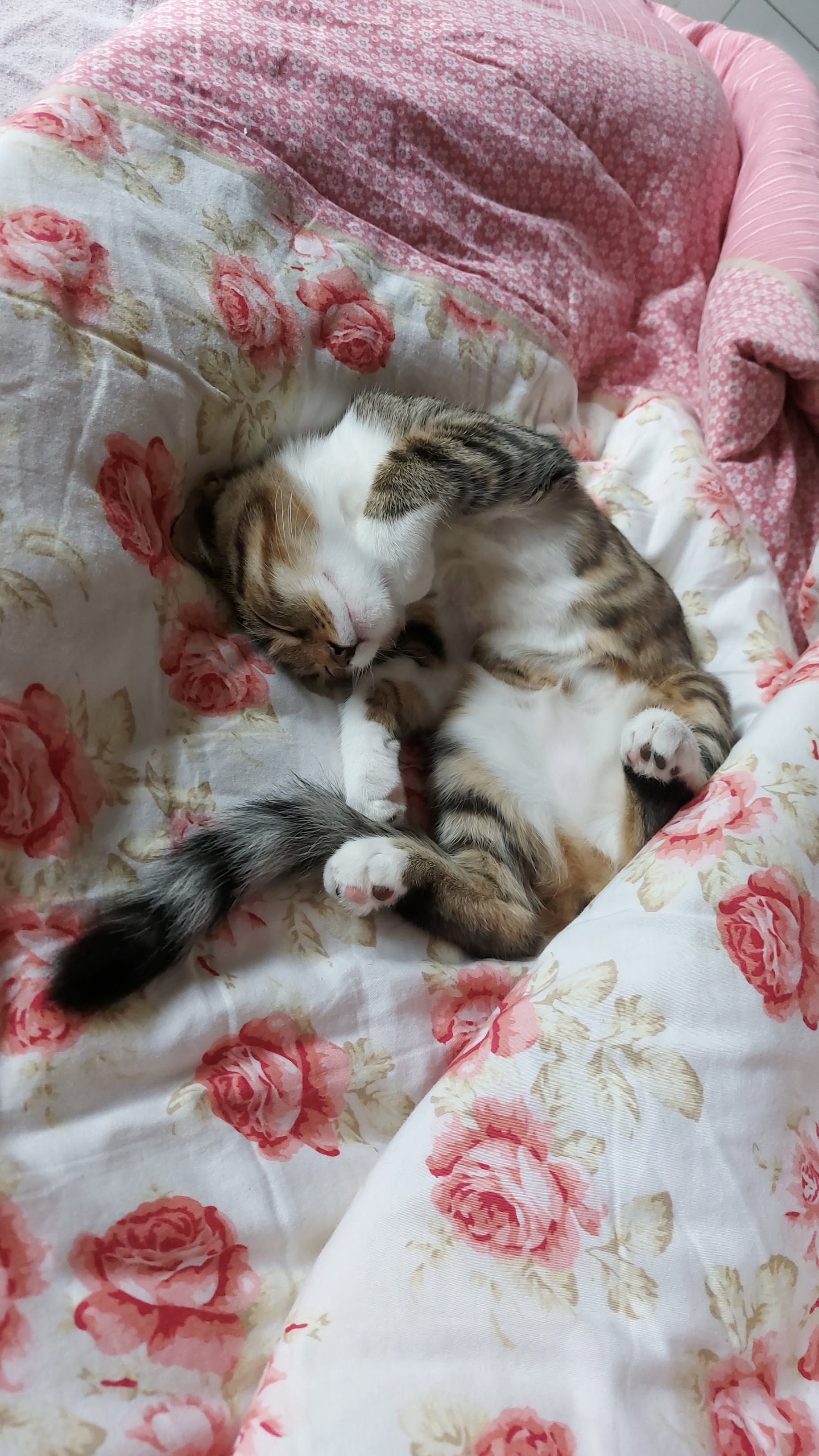 🐱