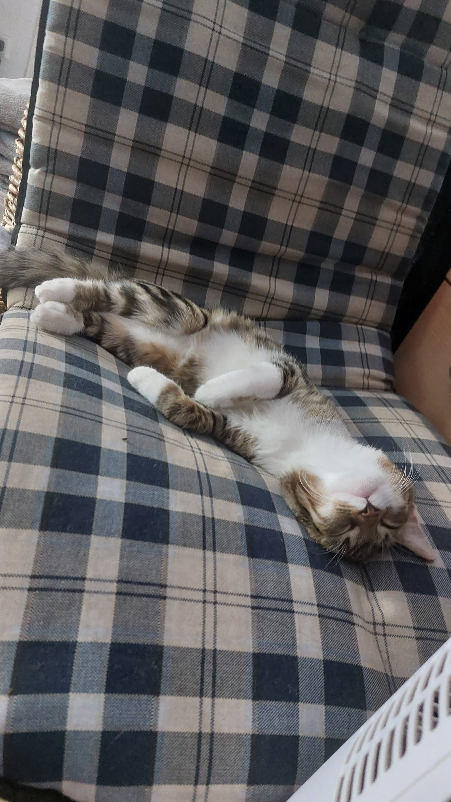 🐱✨️