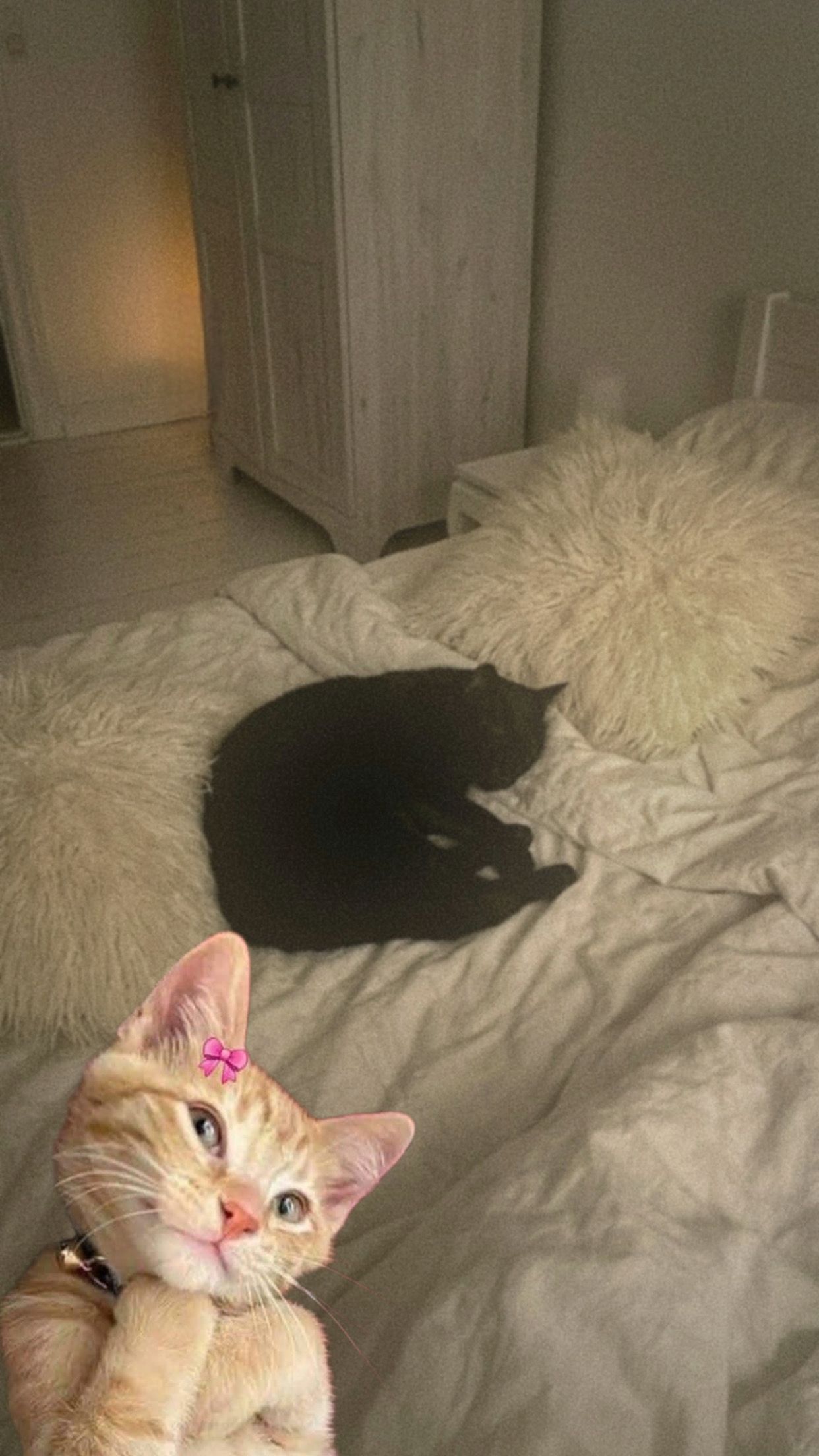 ฅ^•ﻌ•^ฅ