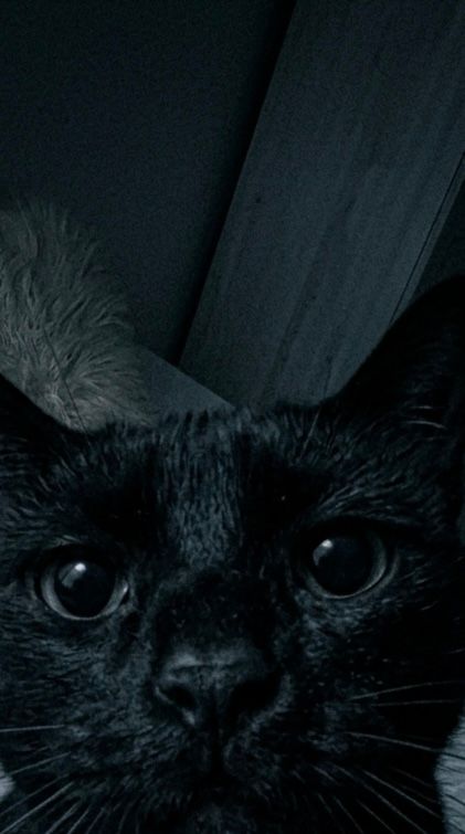 miau 😼