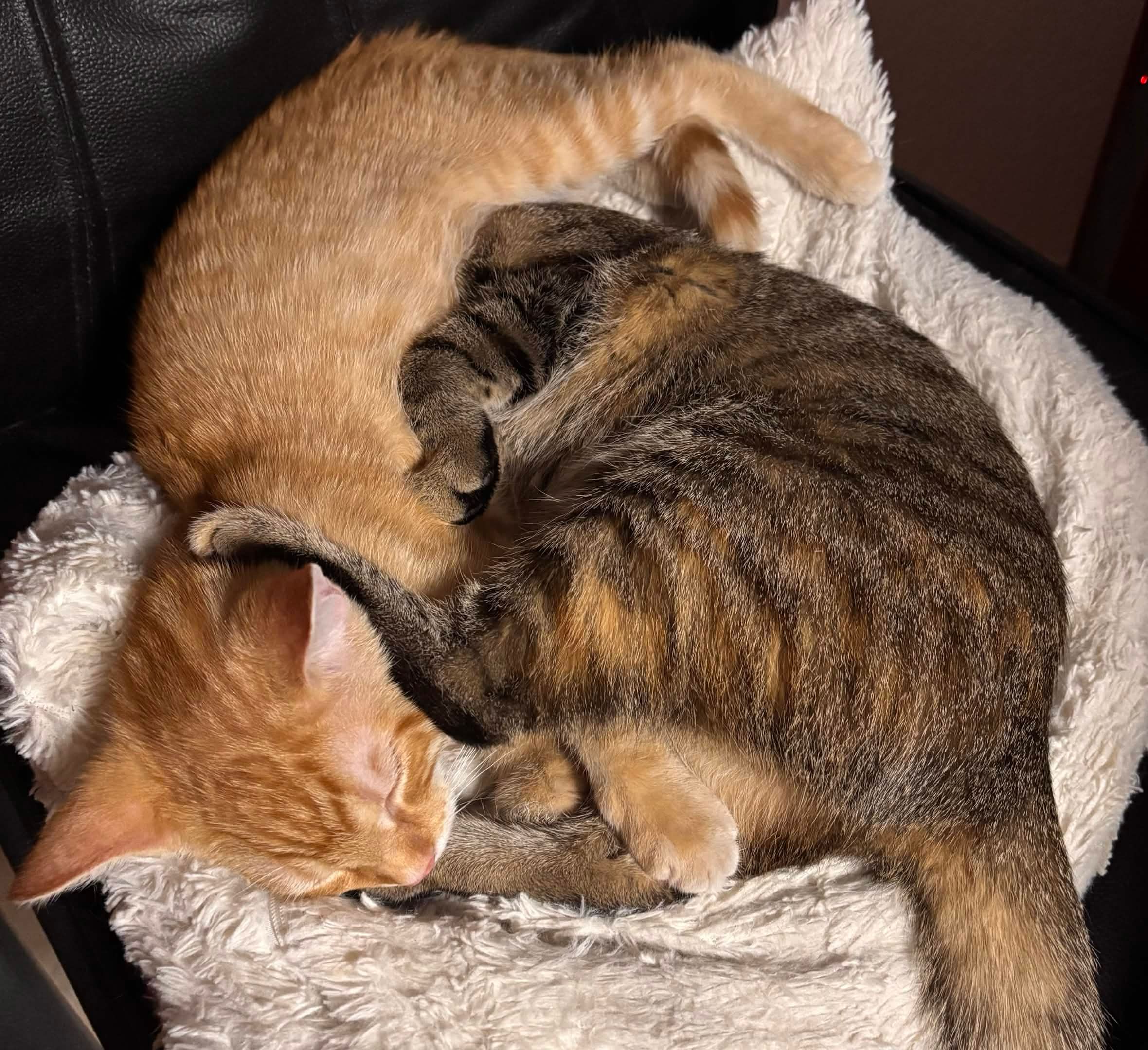 Look at my cute cats!