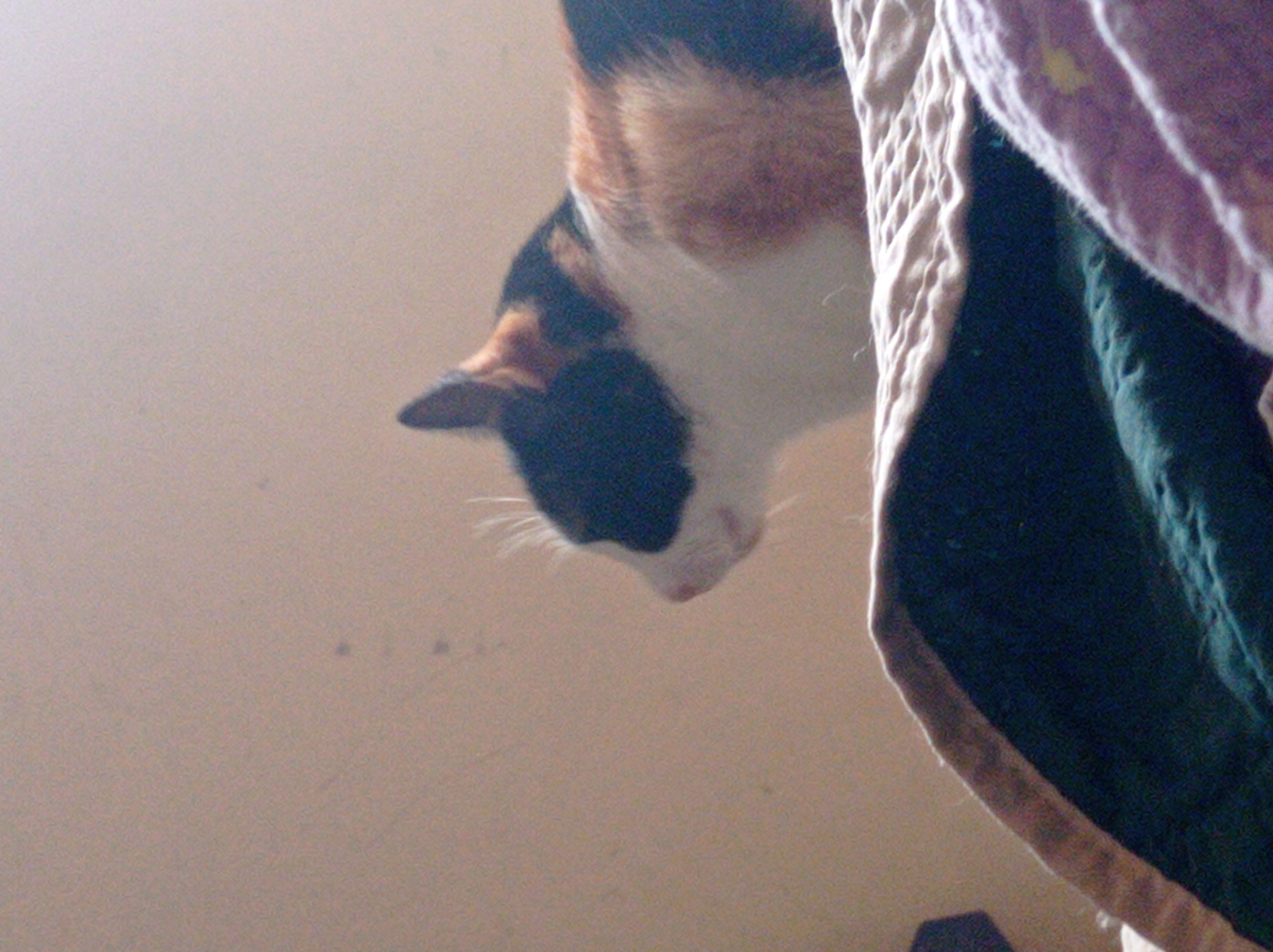 gato gato
