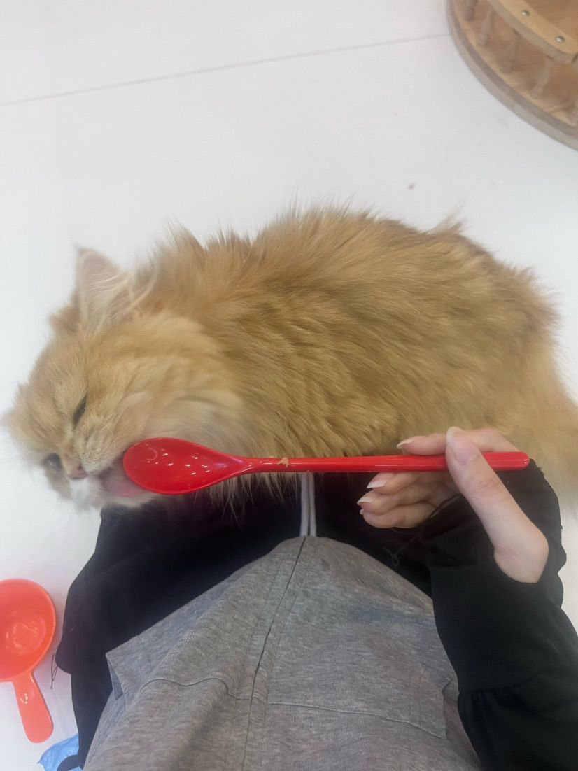 meow