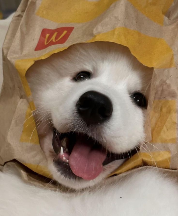🐶💕🦴 A little bit of me 🐶💕🦴