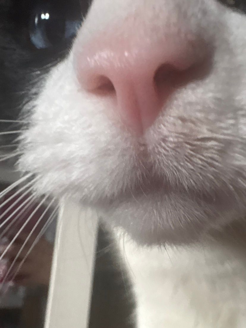 look a my cute lil kitty