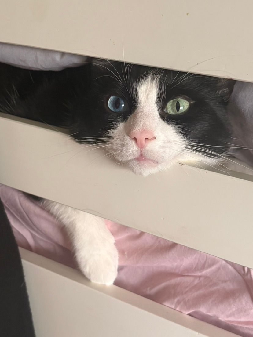 look a my cute lil kitty