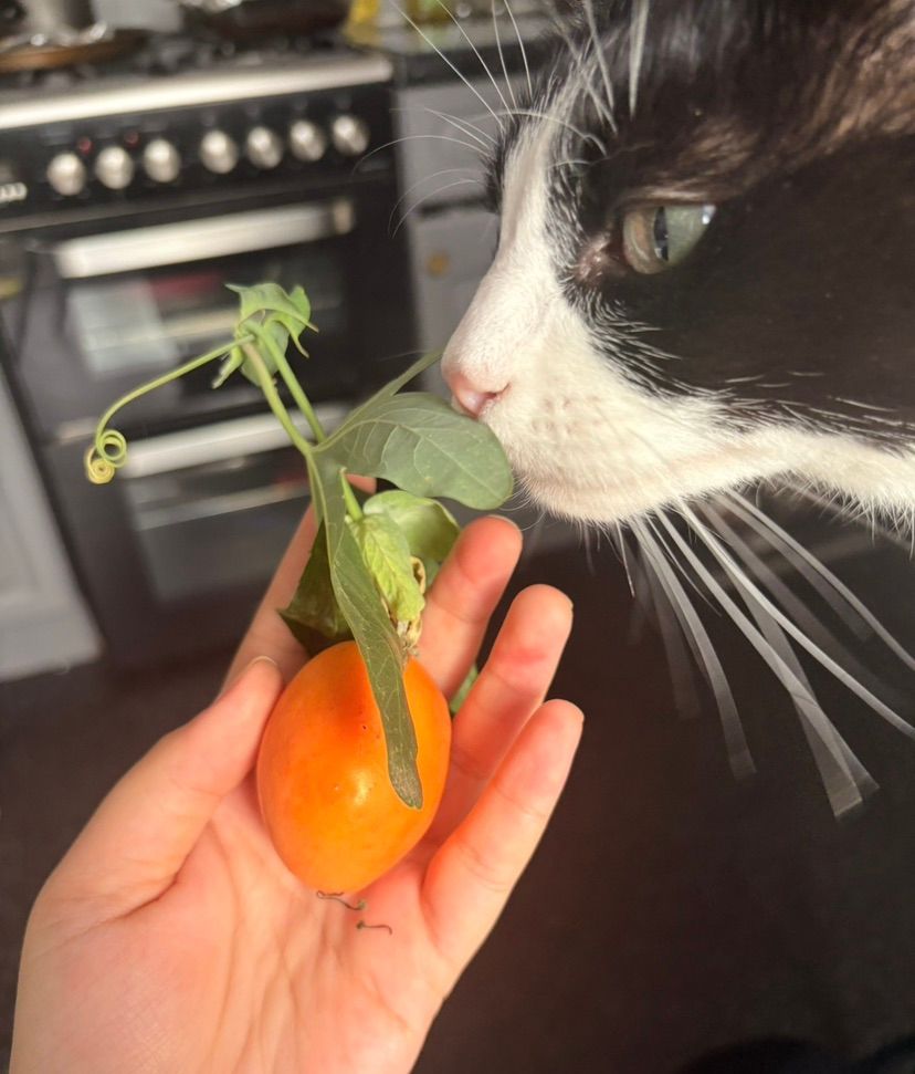 I finally got some fruit from my plant !!!