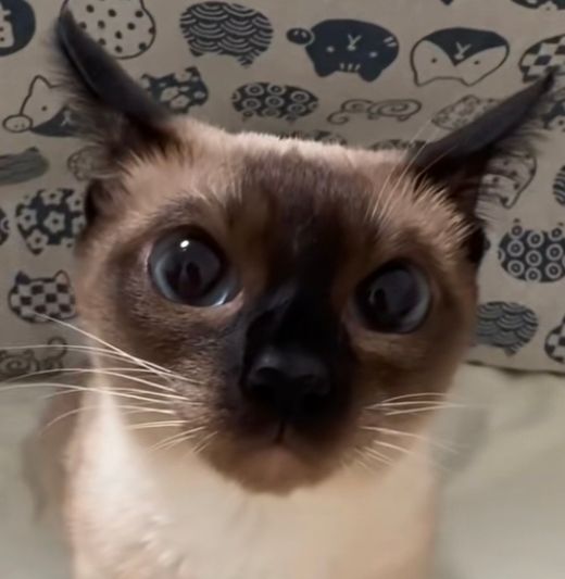 Meowmeowmeow