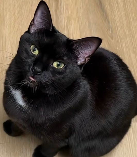 meow