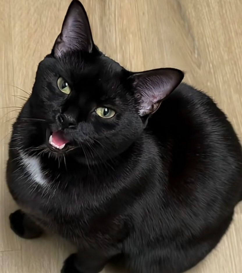meow