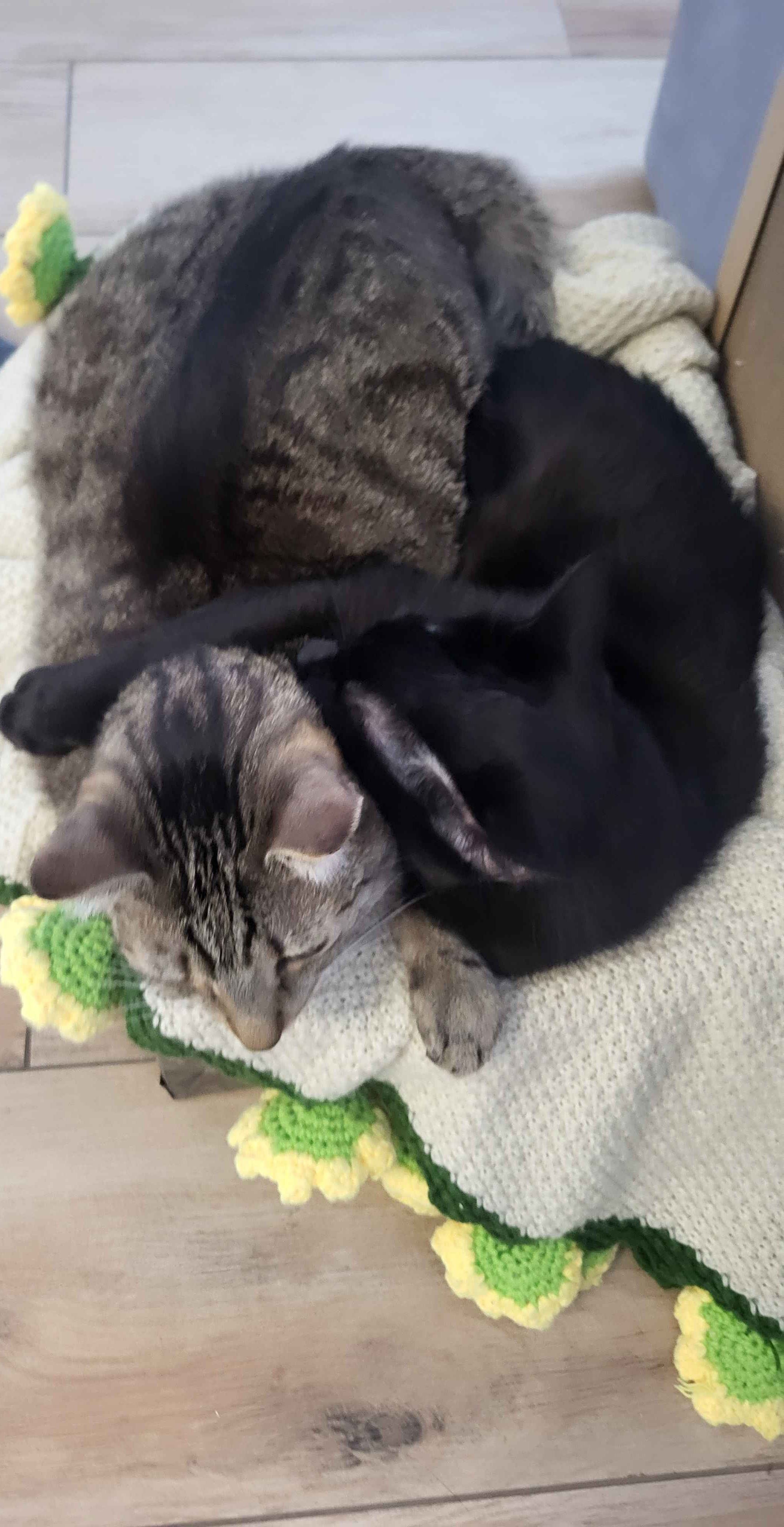 Hugging cats :D