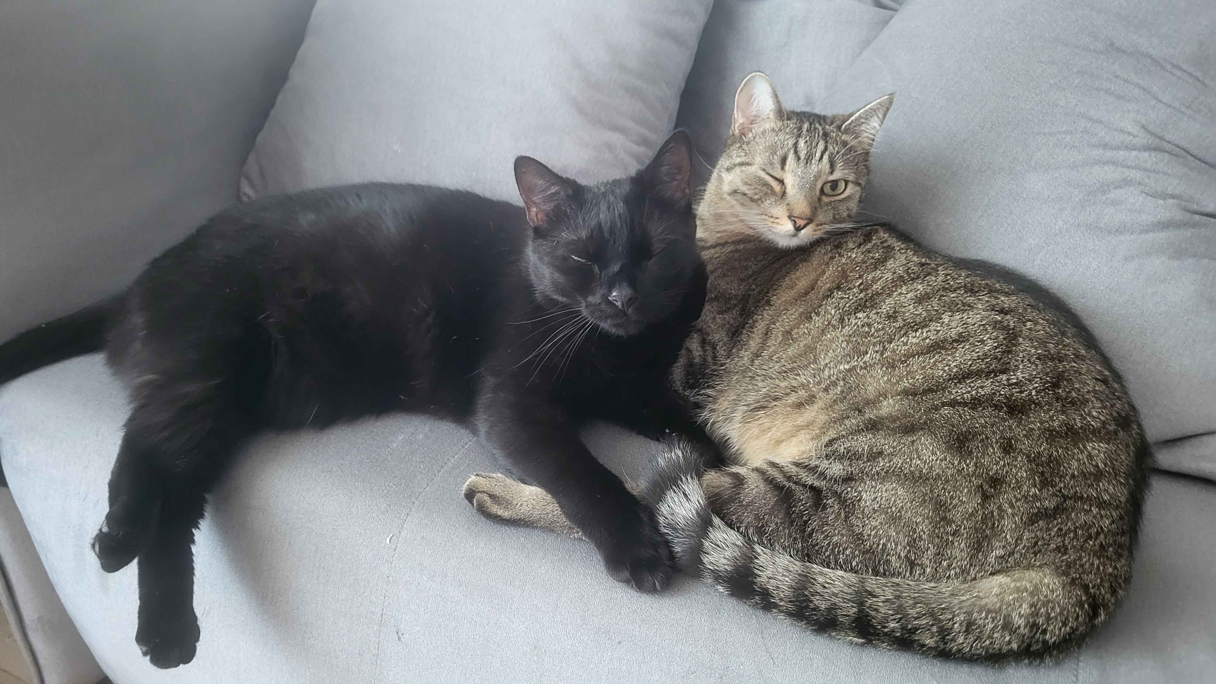 Cats chilling